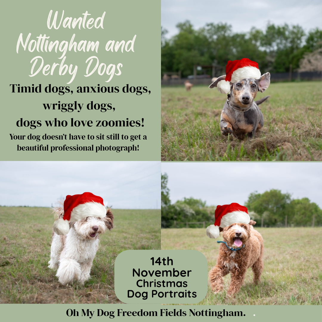 Promotional collage for Nottingham and Derby dog Christmas portraits on 14th November, featuring three dogs in Santa hats on grass.