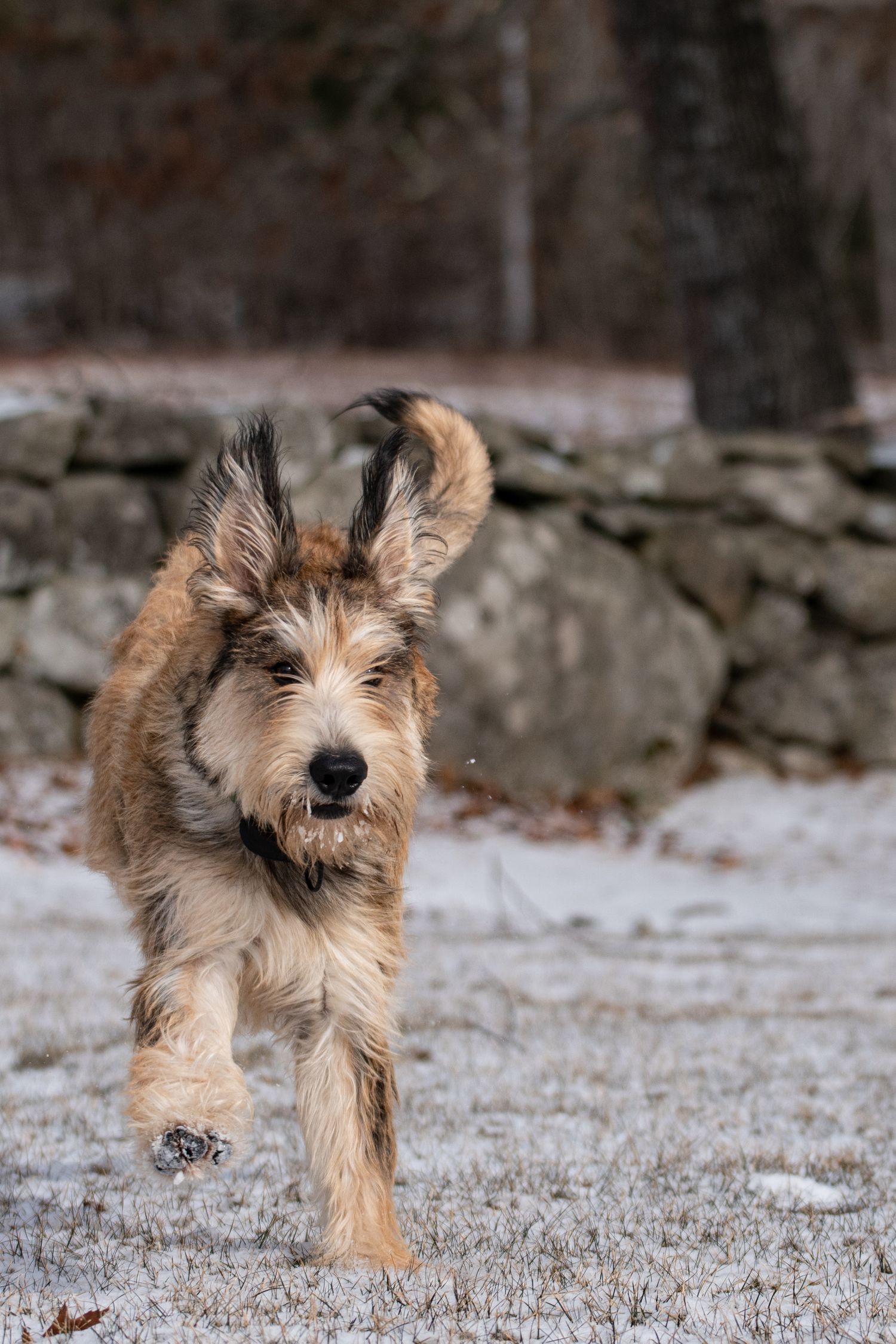 Fluffy tan terrier dog running through snowy ground with stone wall background in winter.