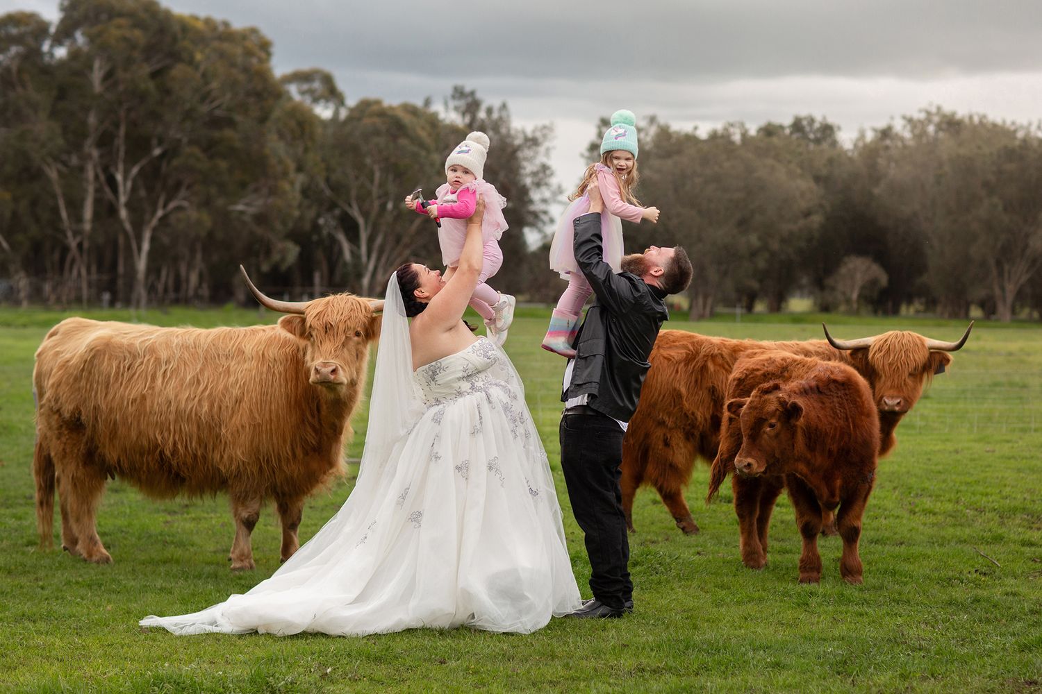 Couple holding their children while surrounded by highland cows in a paddock in Perth