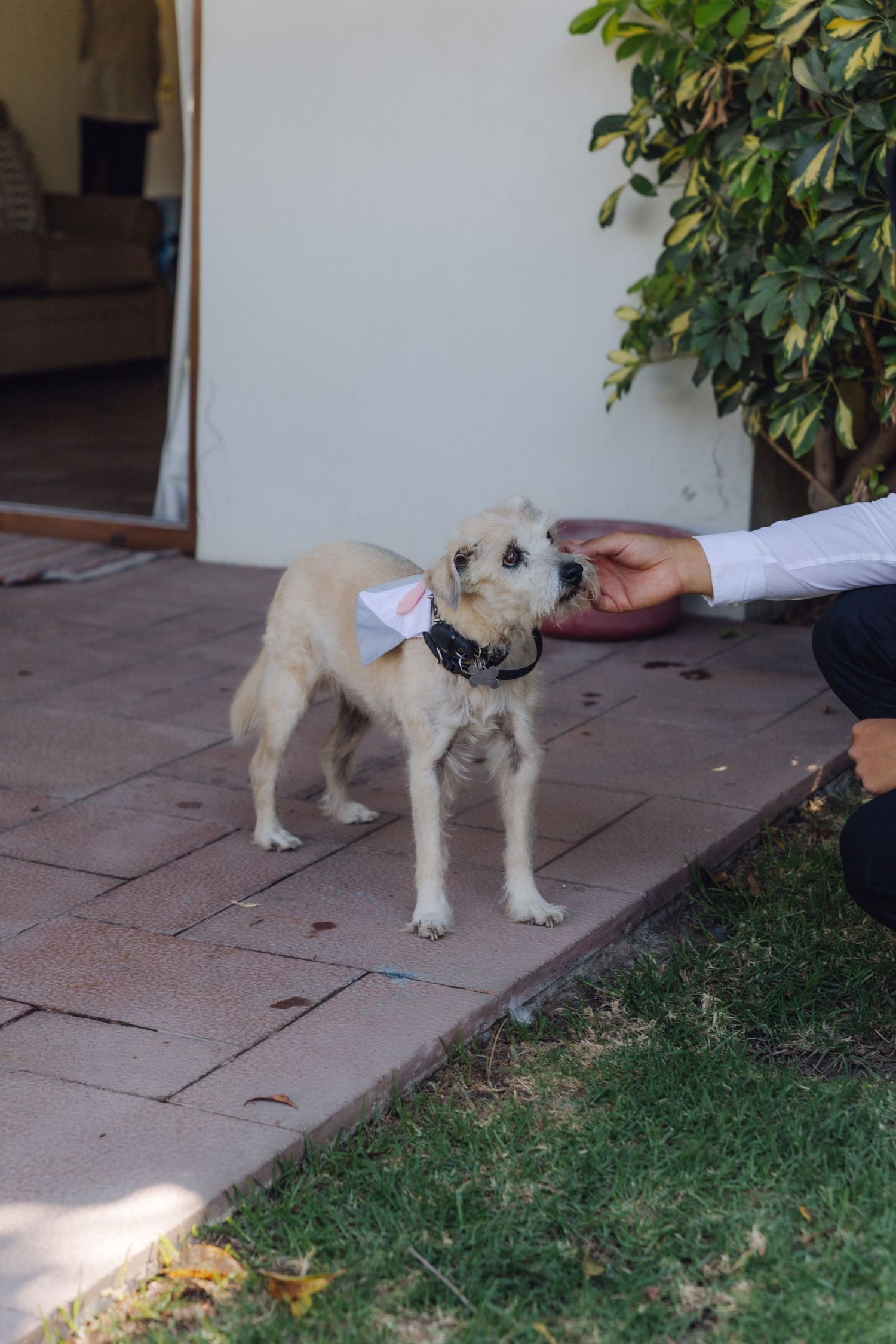 Small fluffy dog wearing a bow tie being petted by a person in a white shirt at an outdoor wedding.