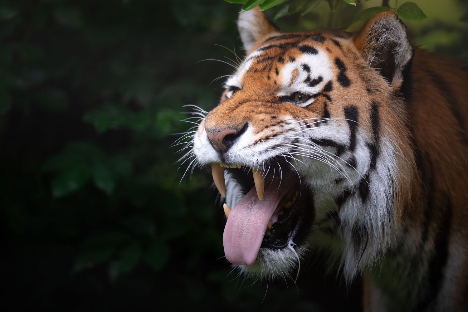 Close-up of a roaring Amur tiger with tongue out, set against a dark green forest background.