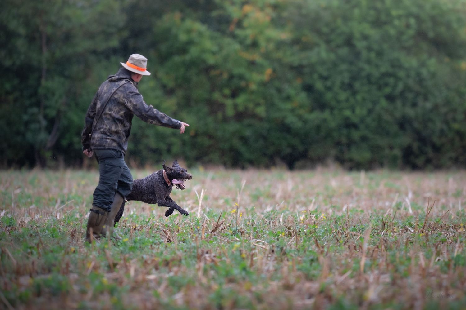 Wet black Flat-Coated Retriever dog on a leash standing in a field with tongue out.