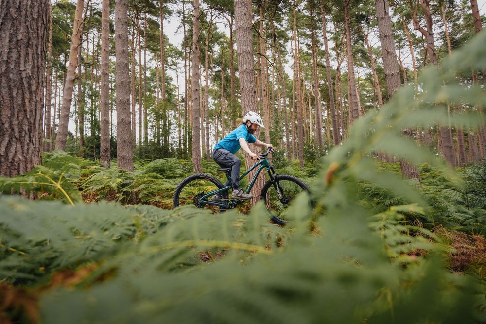 A mountain biker rides through a lush fern-covered forest trail surrounded by tall pine trees.