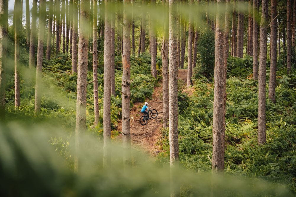 A mountain biker rides a dirt trail through a lush green forest with tall pine trees.
