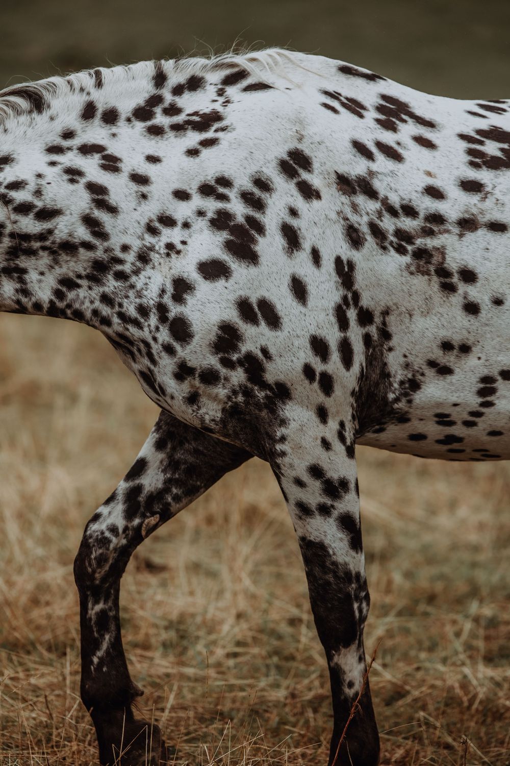 Close-up of an Knabstrupper horse's spotted white and dark brown coat pattern on its back and withers.