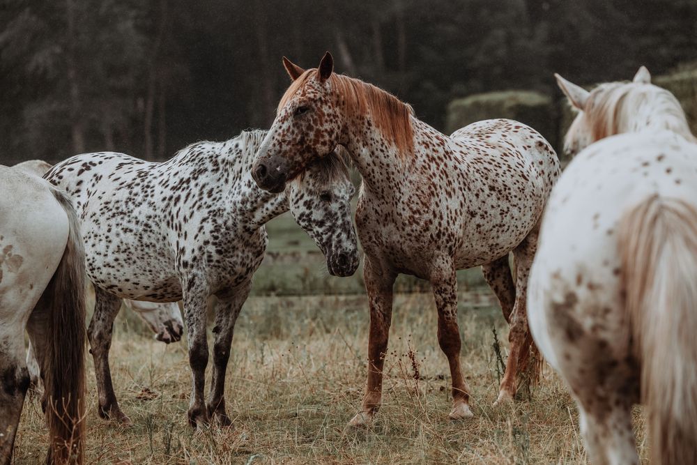 Two Knabstrupper horses nuzzling in a field surrounded by white horses with trees in the background.