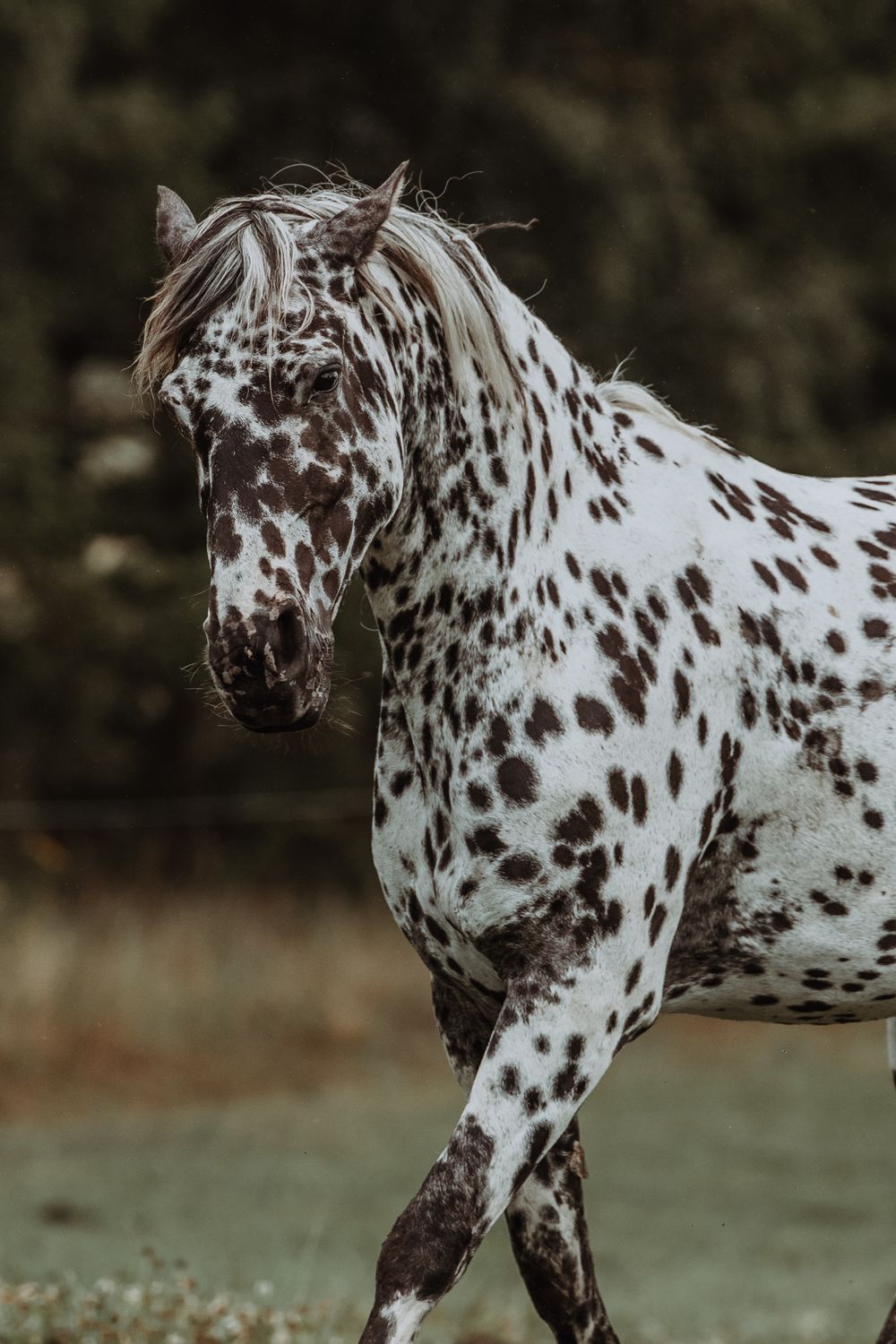 A spotted Appaloosa horse with brown and white markings trots gracefully in an outdoor setting.