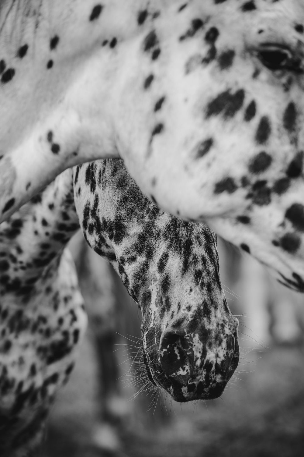 Black and white close-up photo of a spotted Knabstrupper horse with distinctive dappled markings on its coat and muzzle.