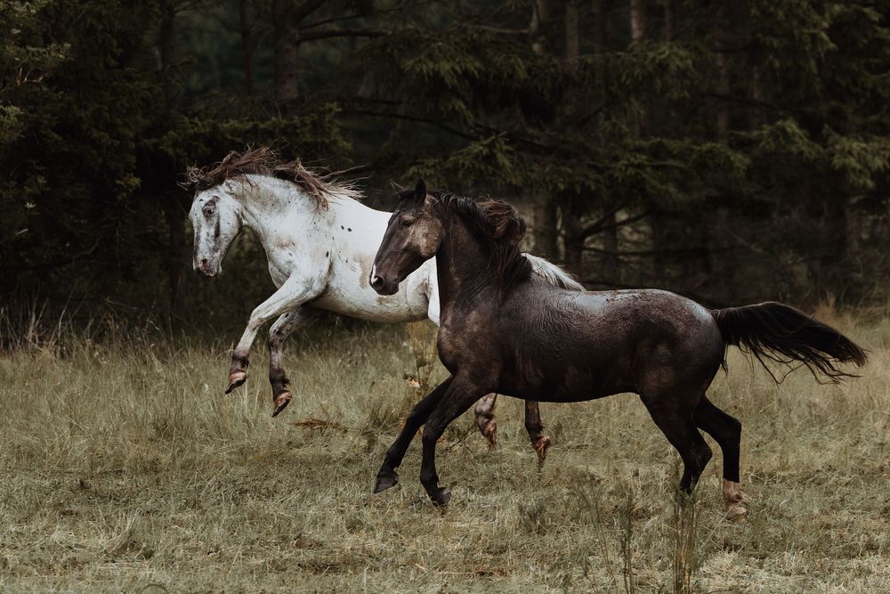 Two horses, one white and one dark brown, gallop freely through a dry grass field with a forest backdrop.