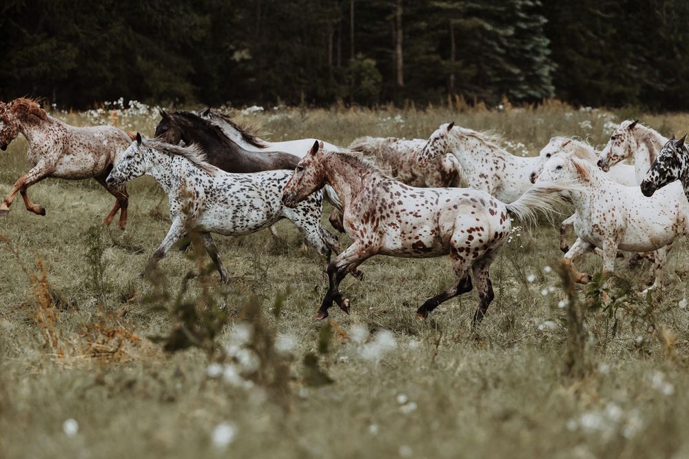 Herd of spotted Knabstrupper horses galloping through a wildflower meadow near forest.