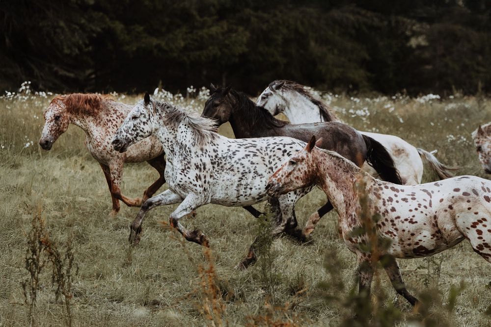 A herd of Knabstrupper horses galloping freely through a grassy meadow with wildflowers and trees in the background.