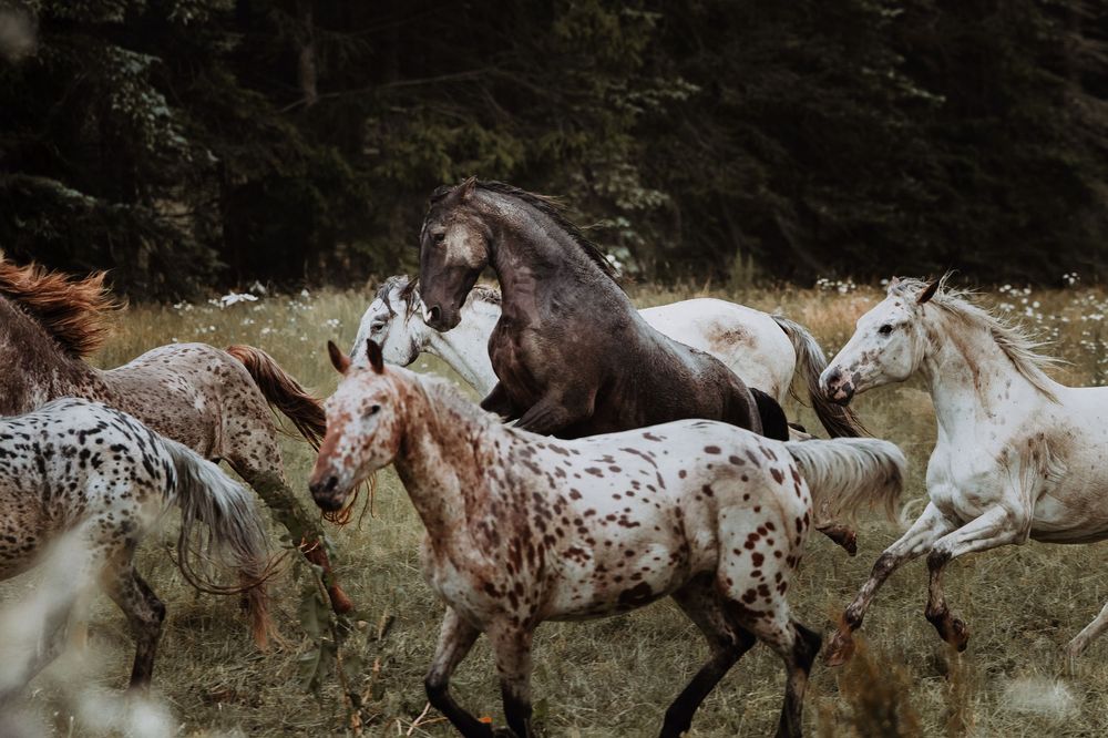 A herd of Knabstrupper and grey horses galloping through a wildflower meadow with a dark forest backdrop.