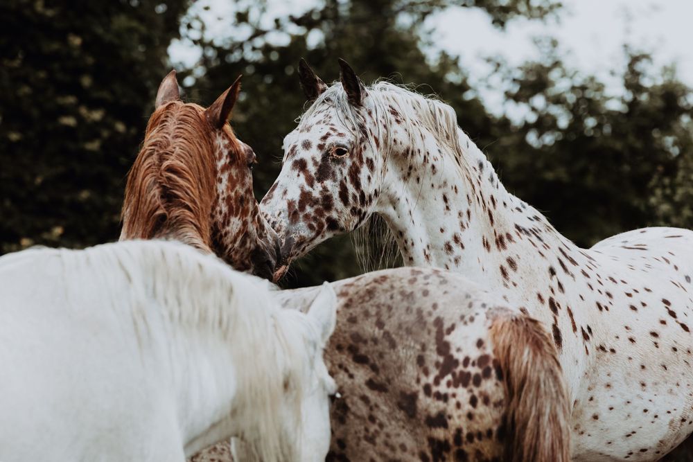Two Knabstrupper horses nuzzling each other affectionately outdoors near green trees.