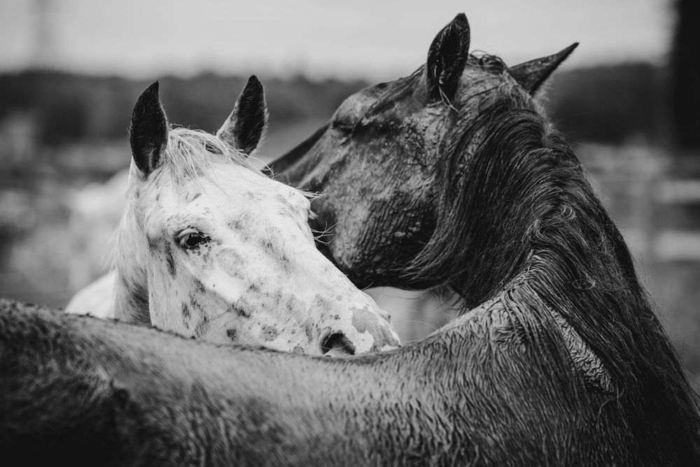 Two horses nuzzling each other affectionately in a black and white portrait photo.