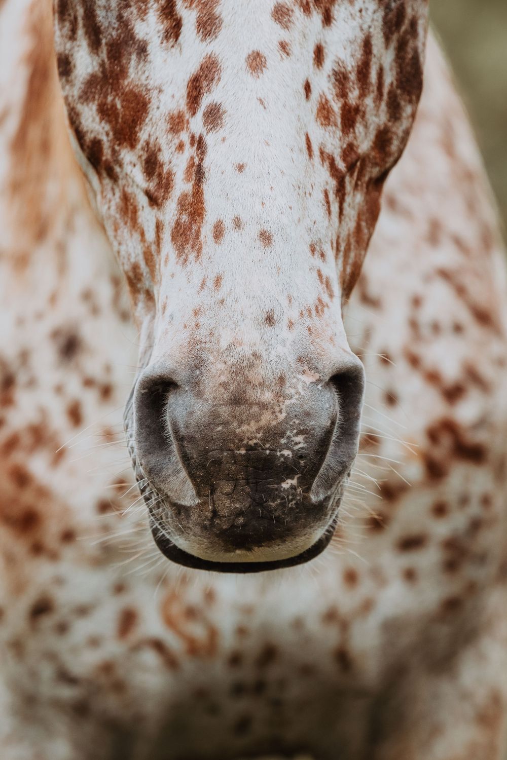 Close-up of an Knabstruppers horse's muzzle showing distinctive white coat with brown spots.