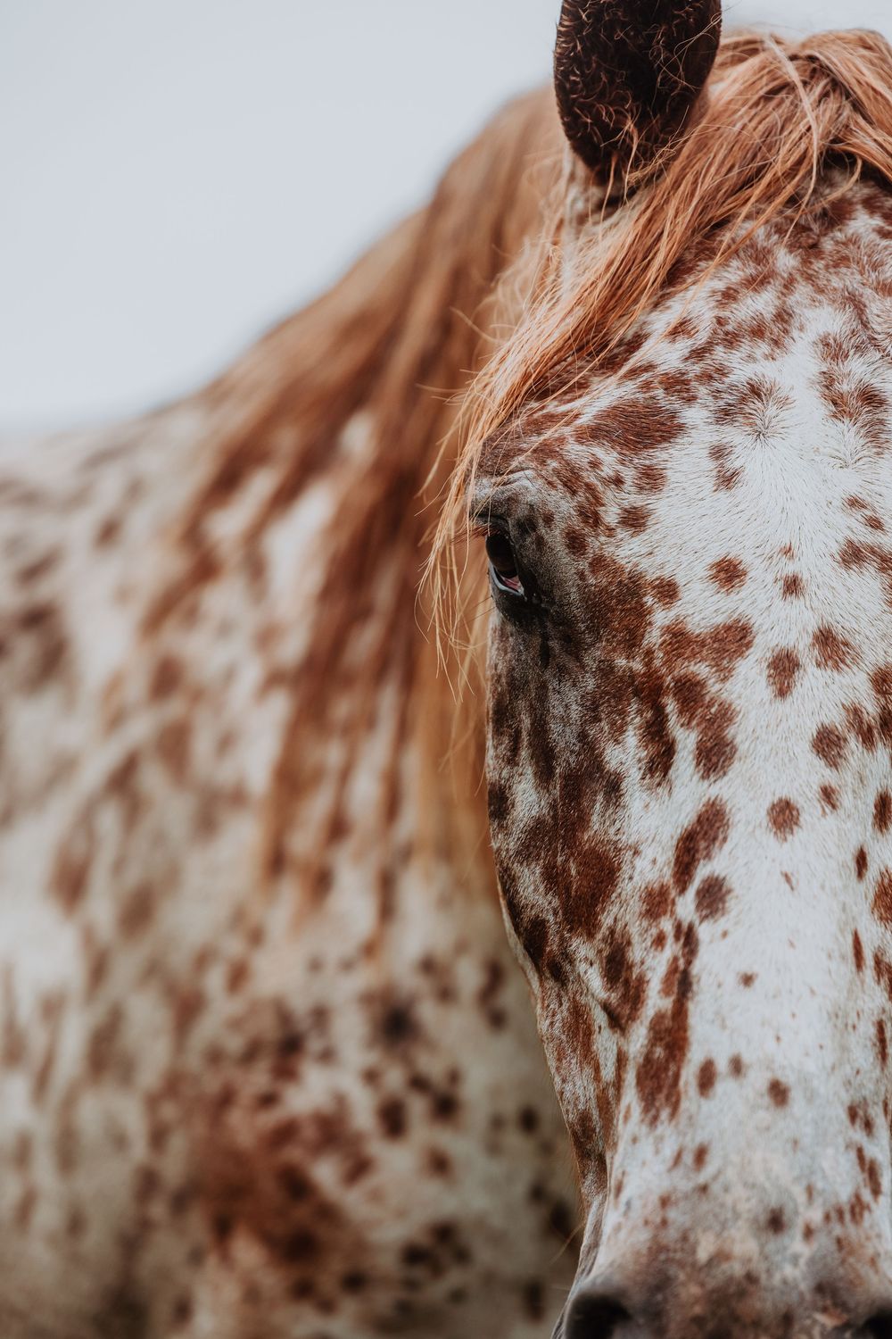 Close-up portrait of a spotted Knabstrupper horse with a chestnut mane against a gray sky.