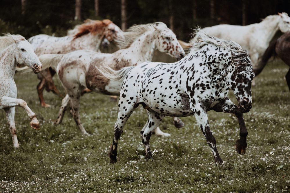 A herd of spotted Knabstrupper horse galloping freely in a field.