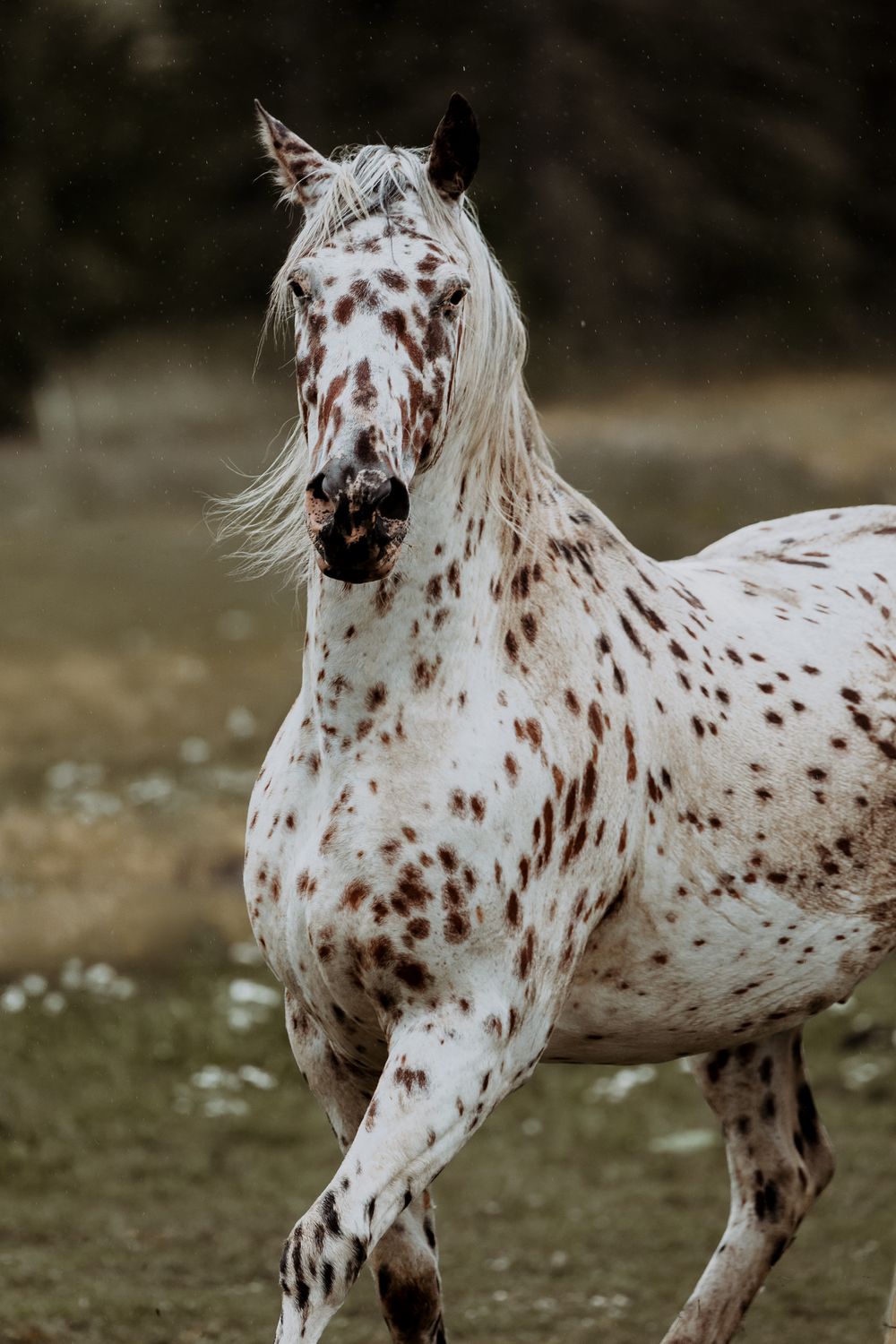 White Knabstrupper horse with brown spots running freely in an open field.