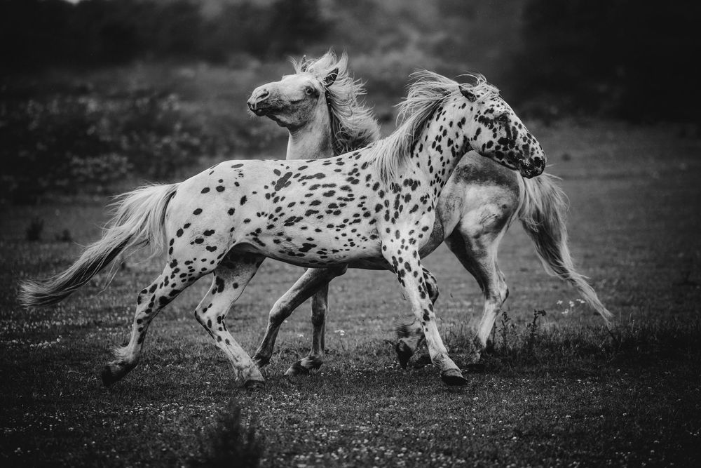 Black and white photo of two spotted Knabstrupper stallions playing together in a field.