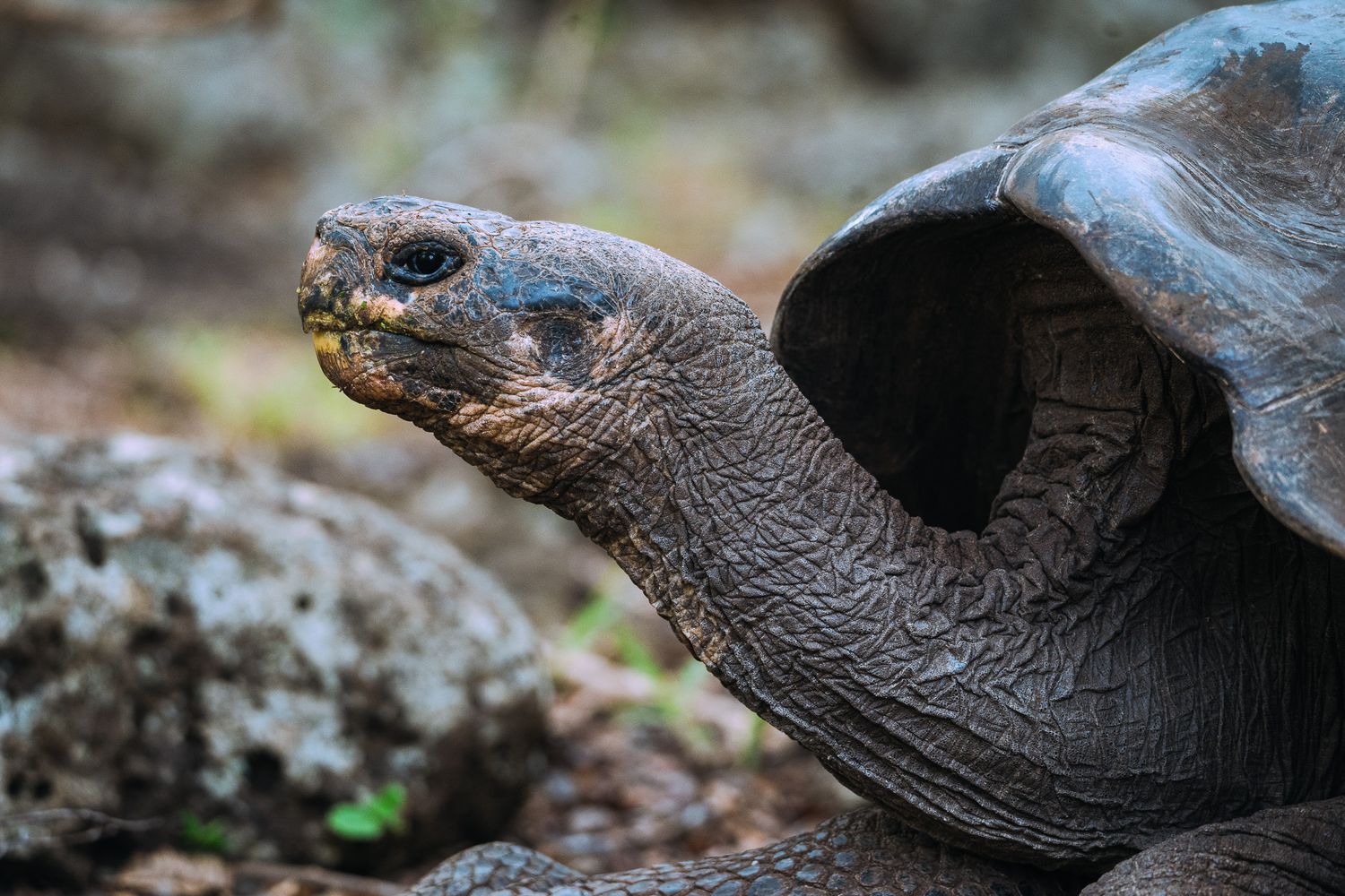 A close-up portrait of a giant Galapagos tortoise with textured skin against a rocky background.
