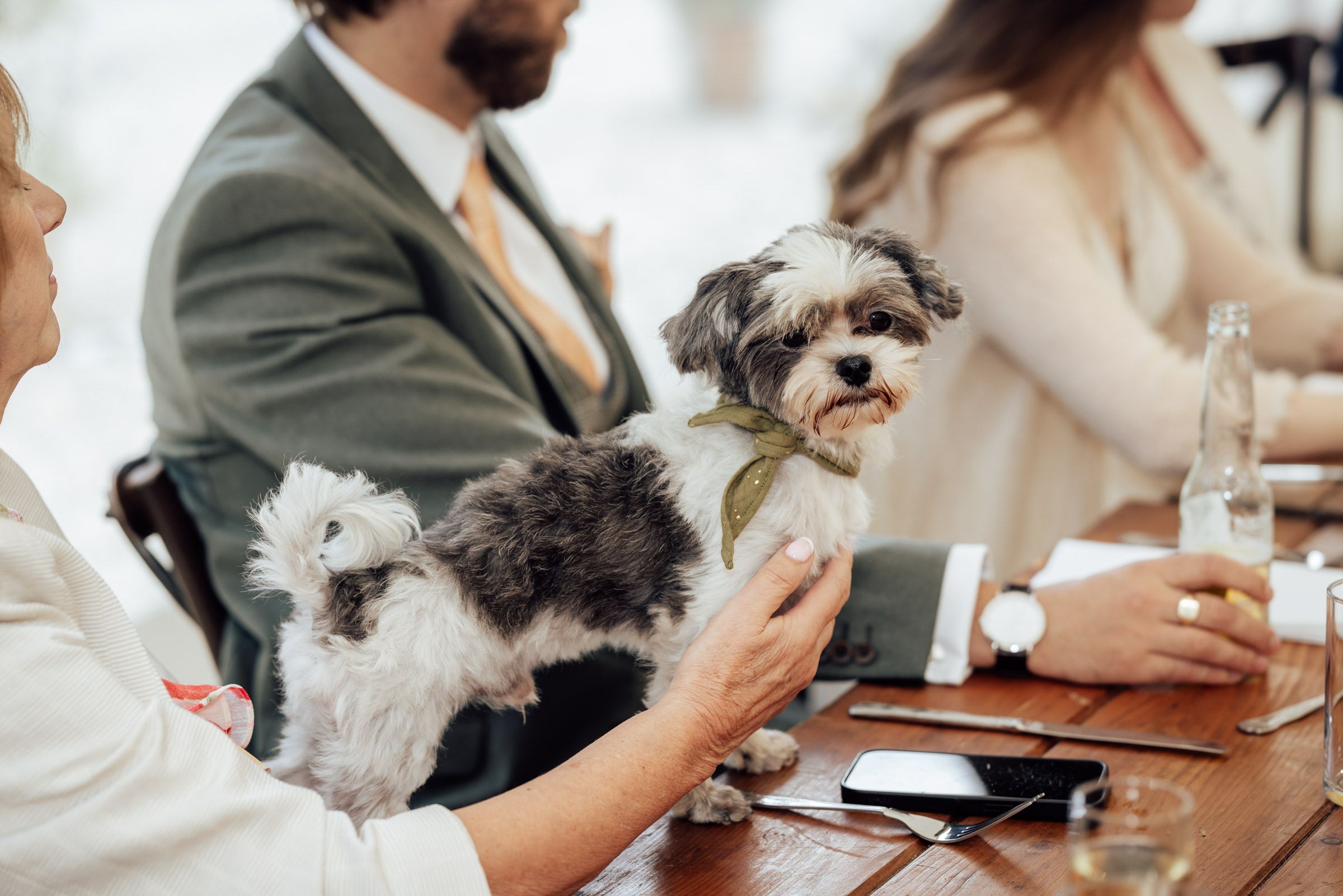 A small fluffy dog wearing a bow tie sits on a dining table at a wedding reception surrounded by elegantly dressed guests.