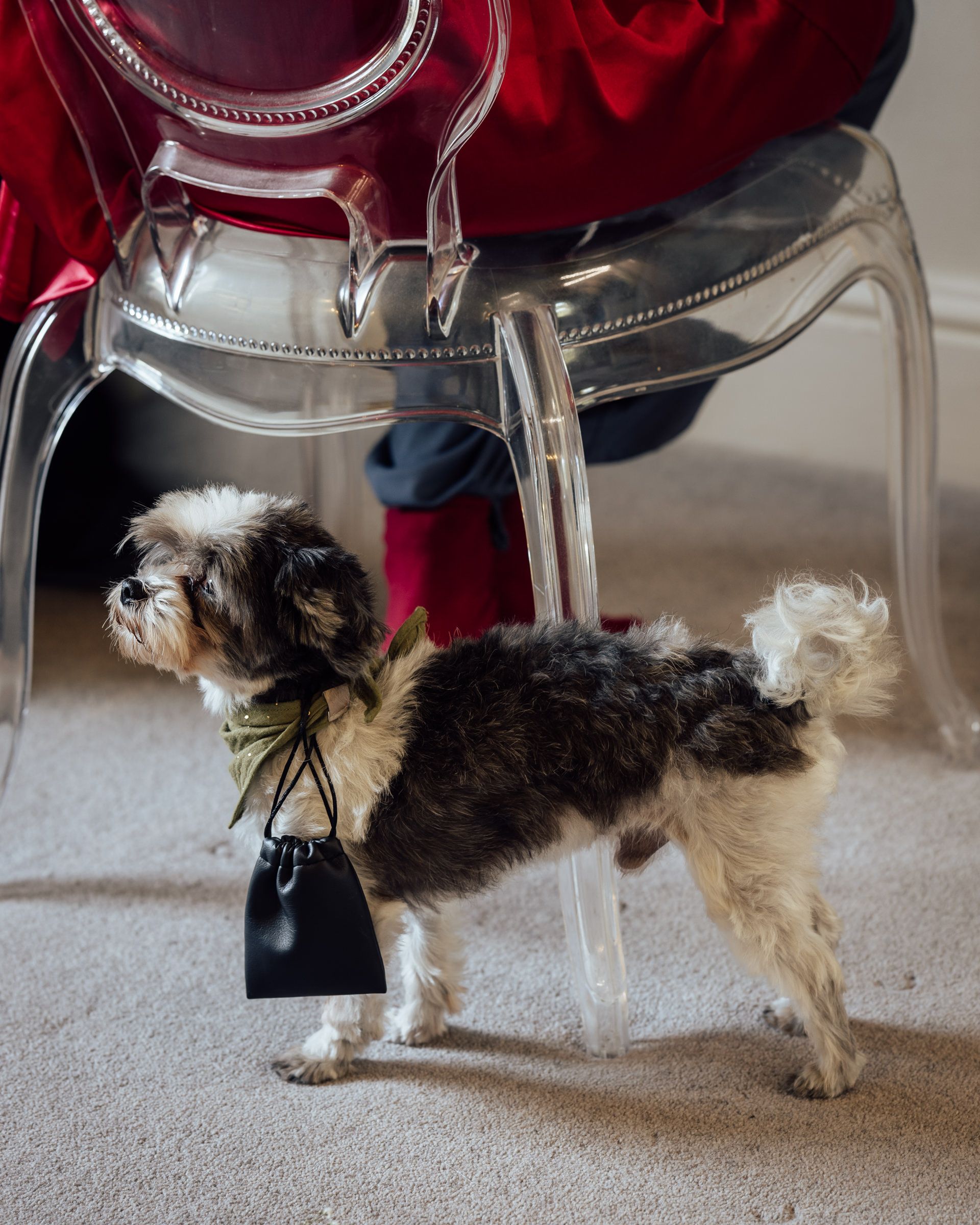 A fluffy Shih Tzu dog carries a small black drawstring bag around its neck, standing on carpet near a clear acrylic chair.