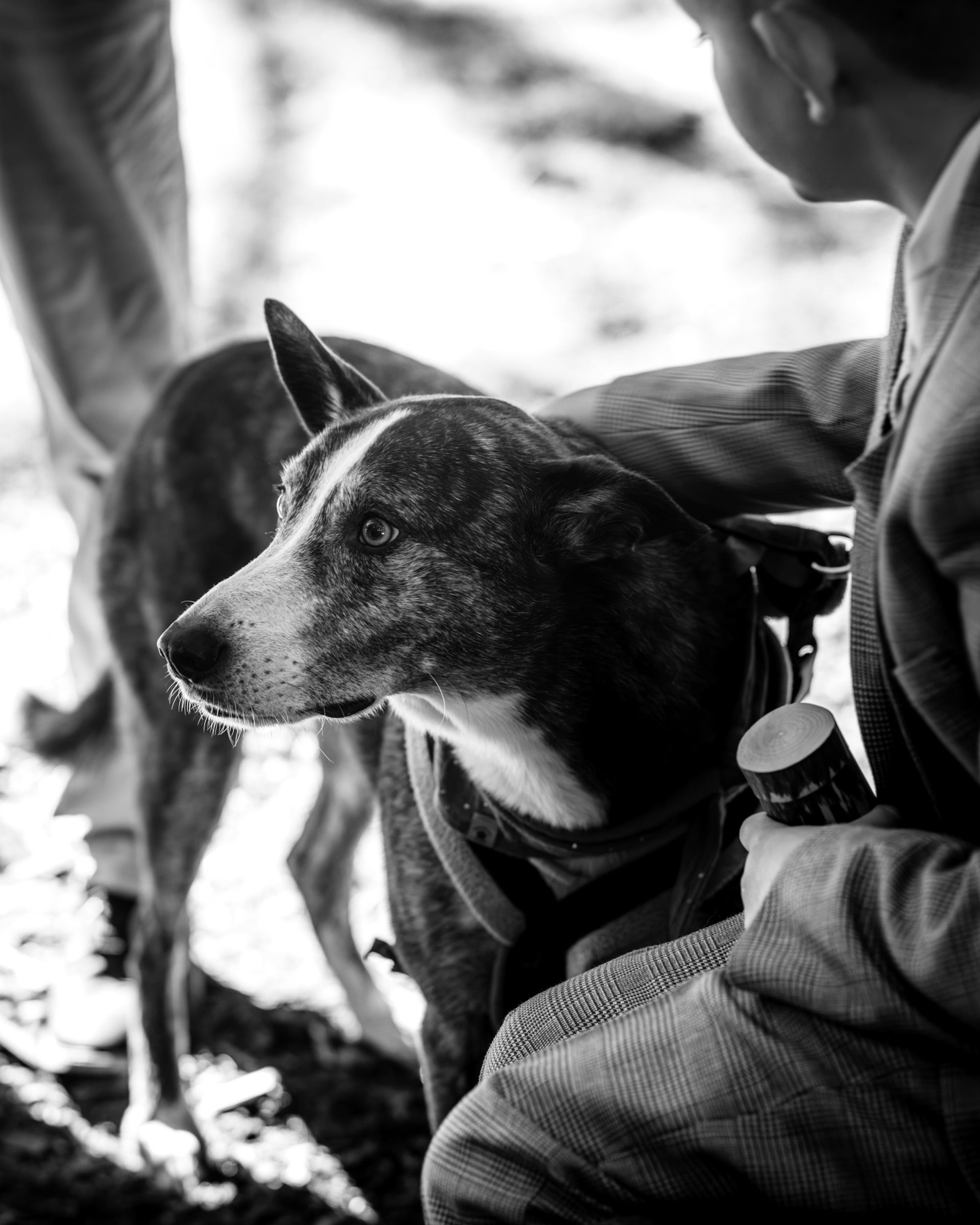 Black and white photo of an alert dog wearing a vest sitting beside a person outdoors in a forest setting.