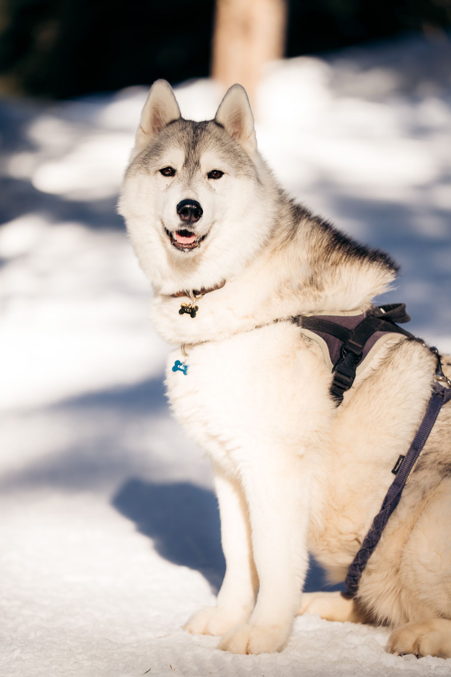husky blanc et gris en promenade dans la neige
