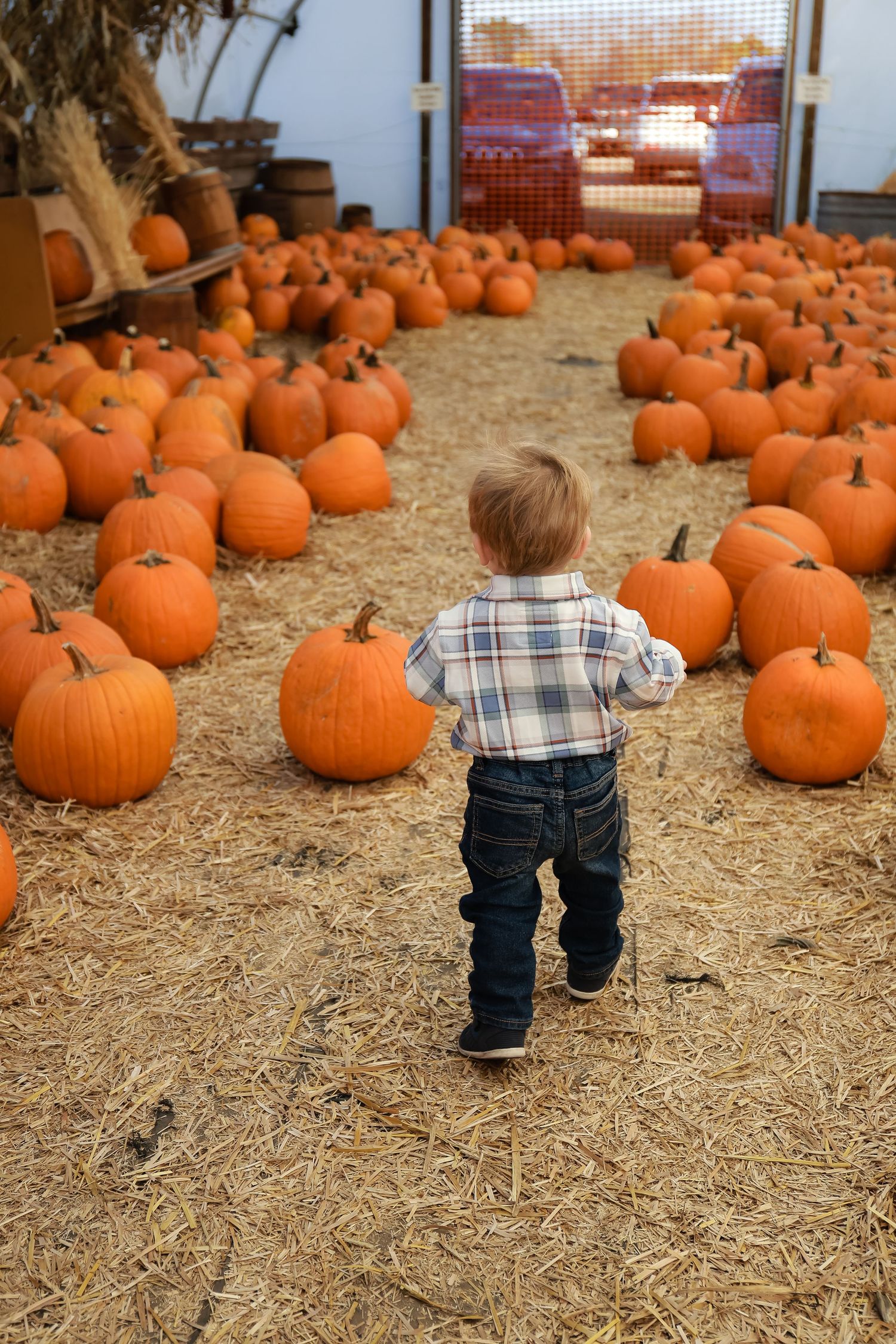 A toddler in a plaid shirt walks through rows of orange pumpkins at a fall market.