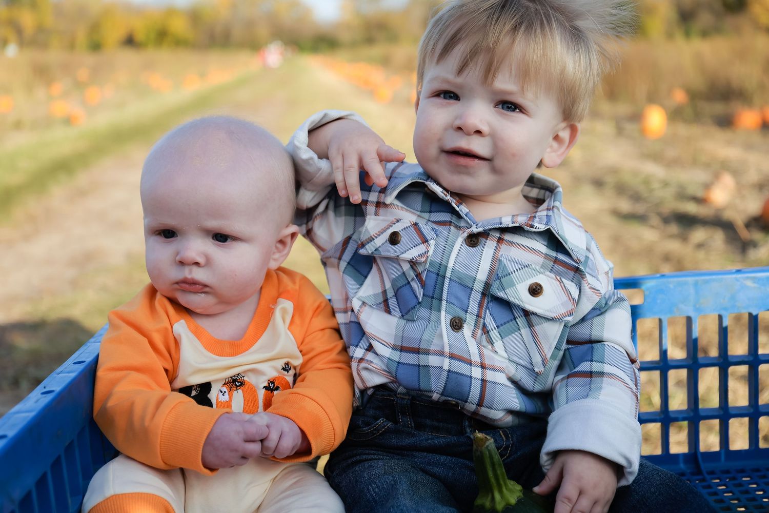 Two baby boys sitting together in blue basket at pumpkin patch on sunny autumn day.