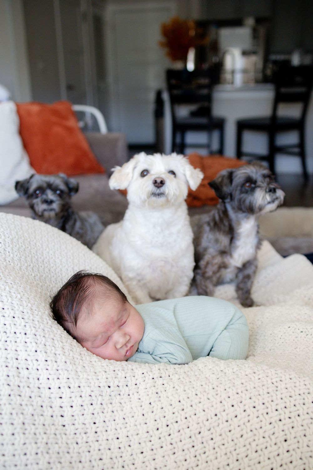 Baby boy and his dogs during a newborn lifestyle session in Oak Ridge, TN with Nina Thomas Photography.