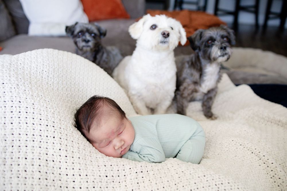 Baby and family dogs during a newborn lifestyle session in Oak Ridge, TN with Nina Thomas Photography.