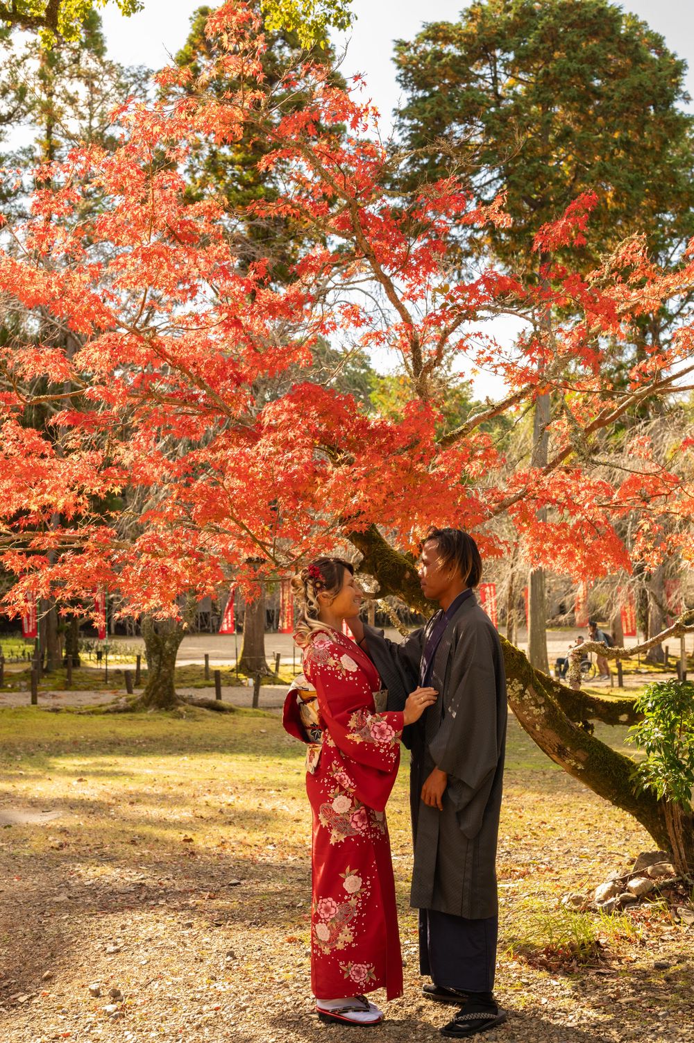 Couple in traditional Japanese kimono and haori stand together beneath vibrant red autumn maple leaves in a peaceful park.