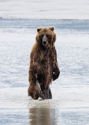 Alaska Bear