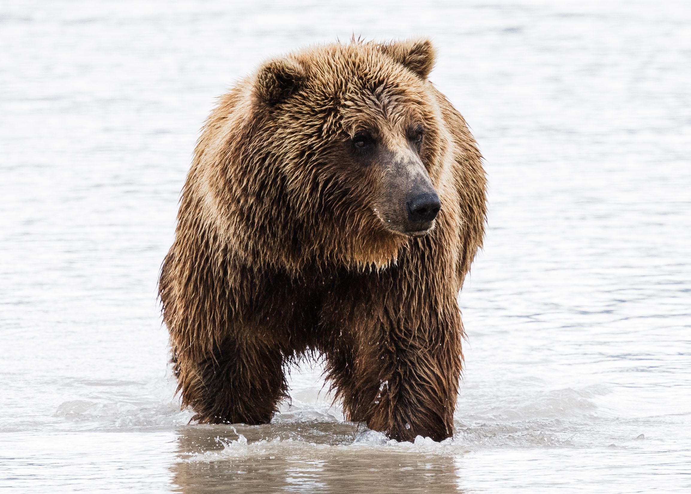 Alaska Bear
