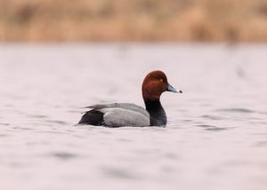 Red-Head Duck