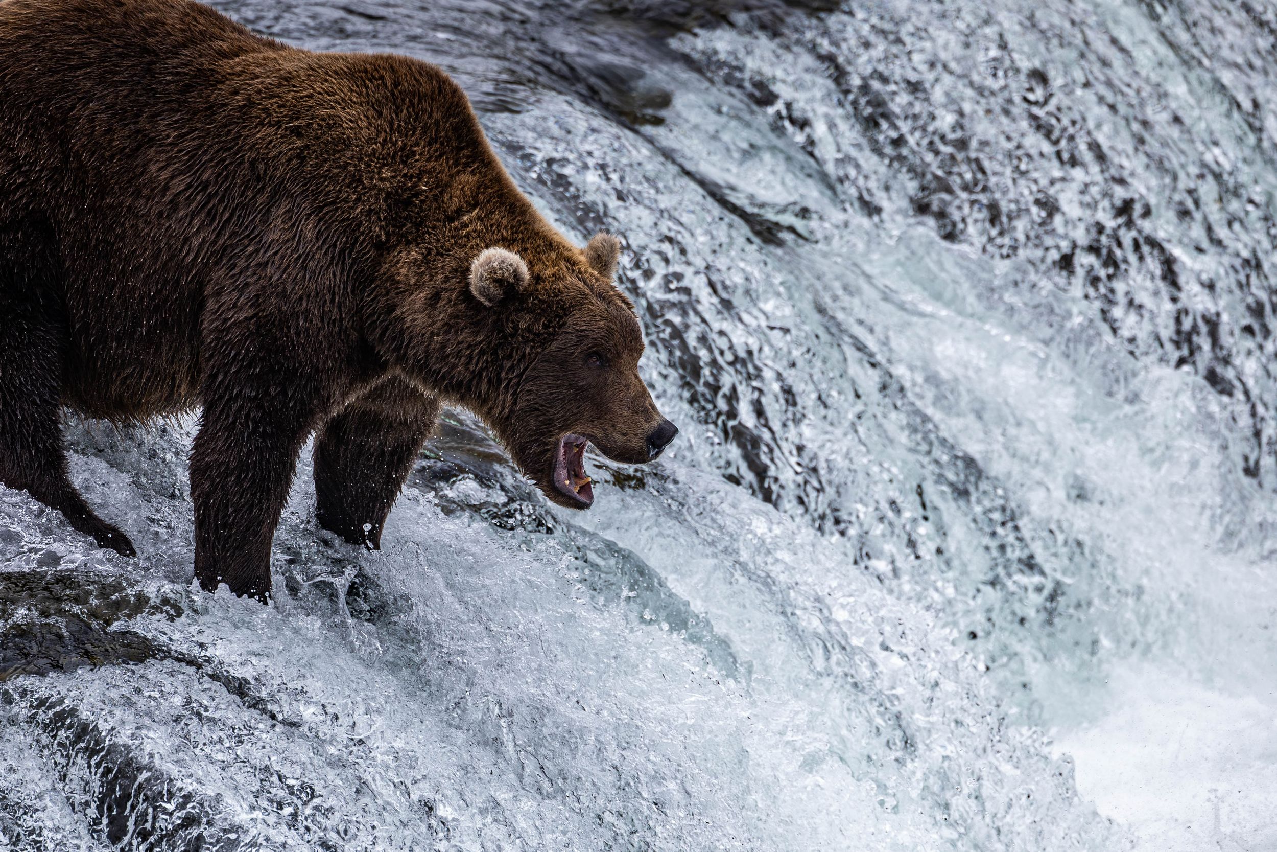 Alaska Bear