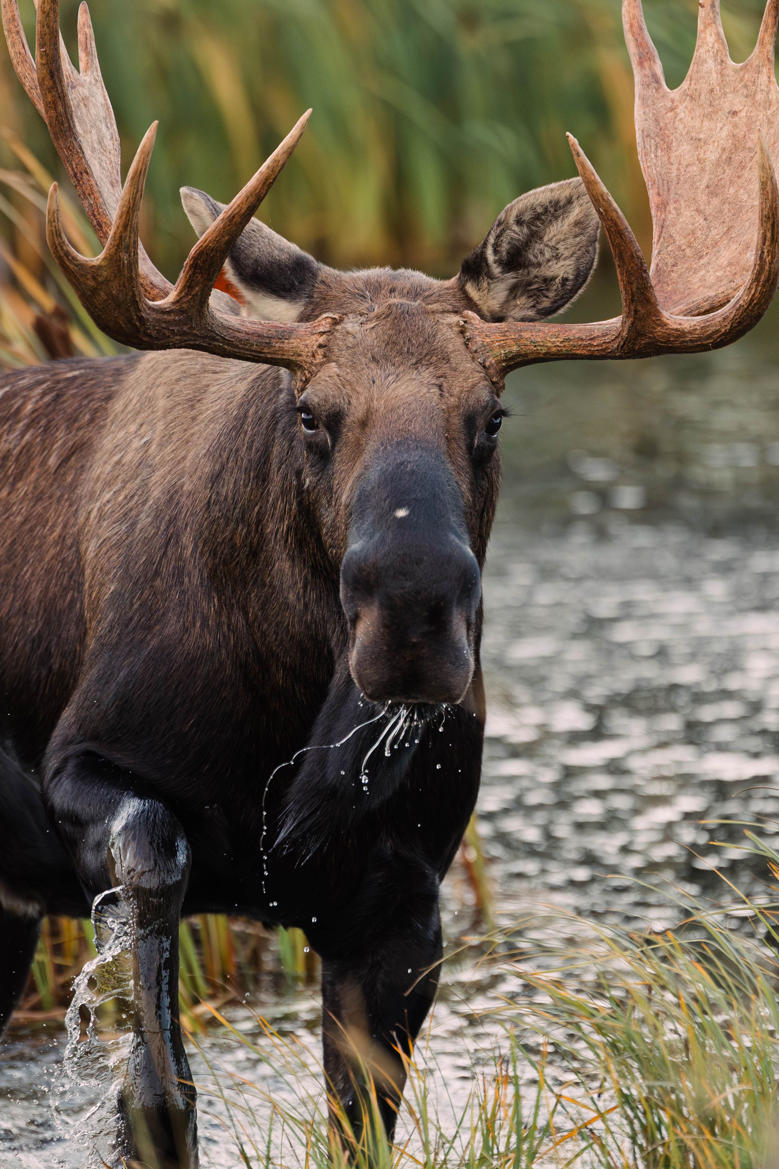 Bull moose with large antlers stands in shallow marsh water with grasses behind and water dripping from its mouth.