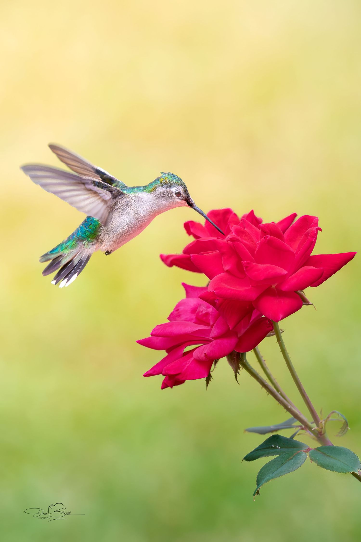 Ruby-throated hummingbird hovering beside a red flower in warm golden light.