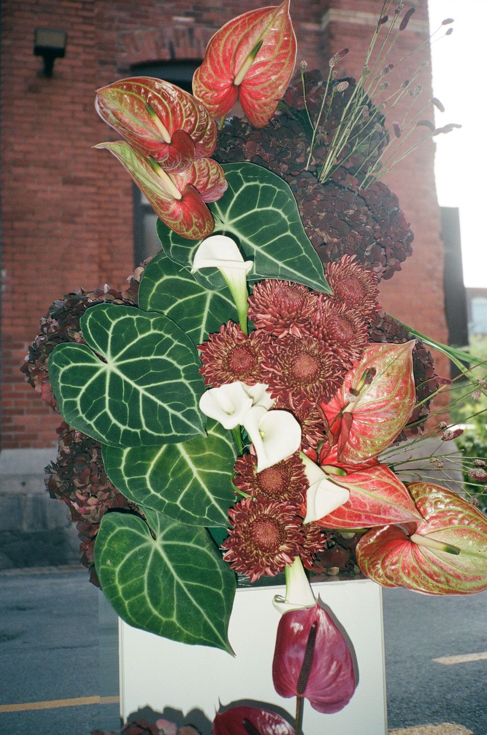 Vibrant floral arrangement featuring red anthuriums, white calla lilies, green caladium leaves, and burgundy blooms in a white vase.