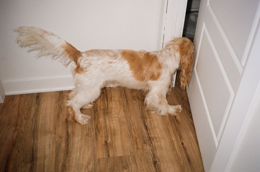 A golden and white Cocker Spaniel dog standing on hardwood floor near a white door.