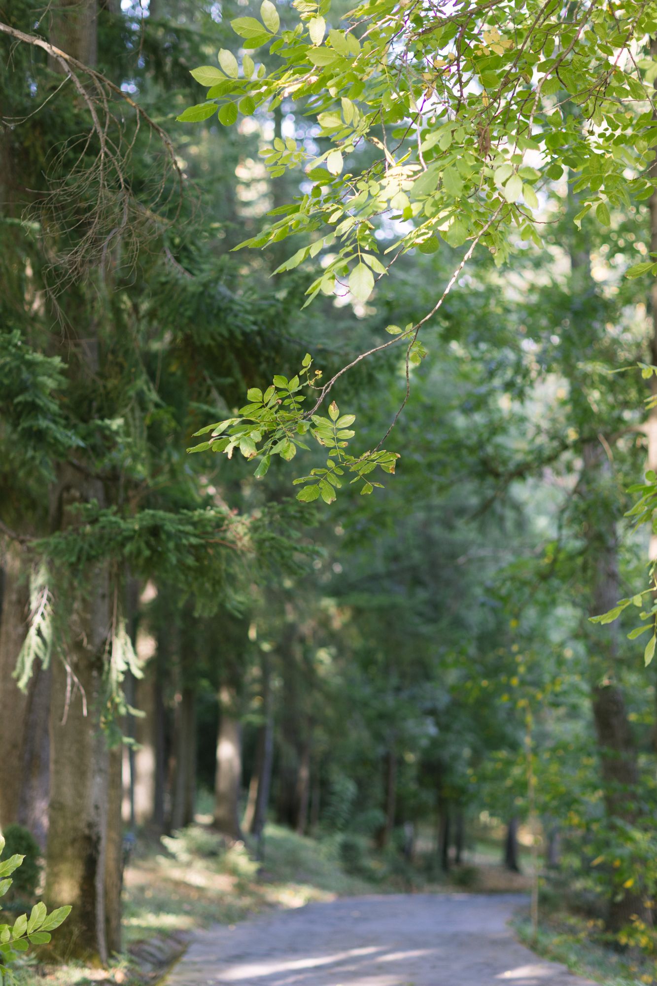 Sunlit forest path lined with tall green trees and overhanging branches in a serene woodland setting.