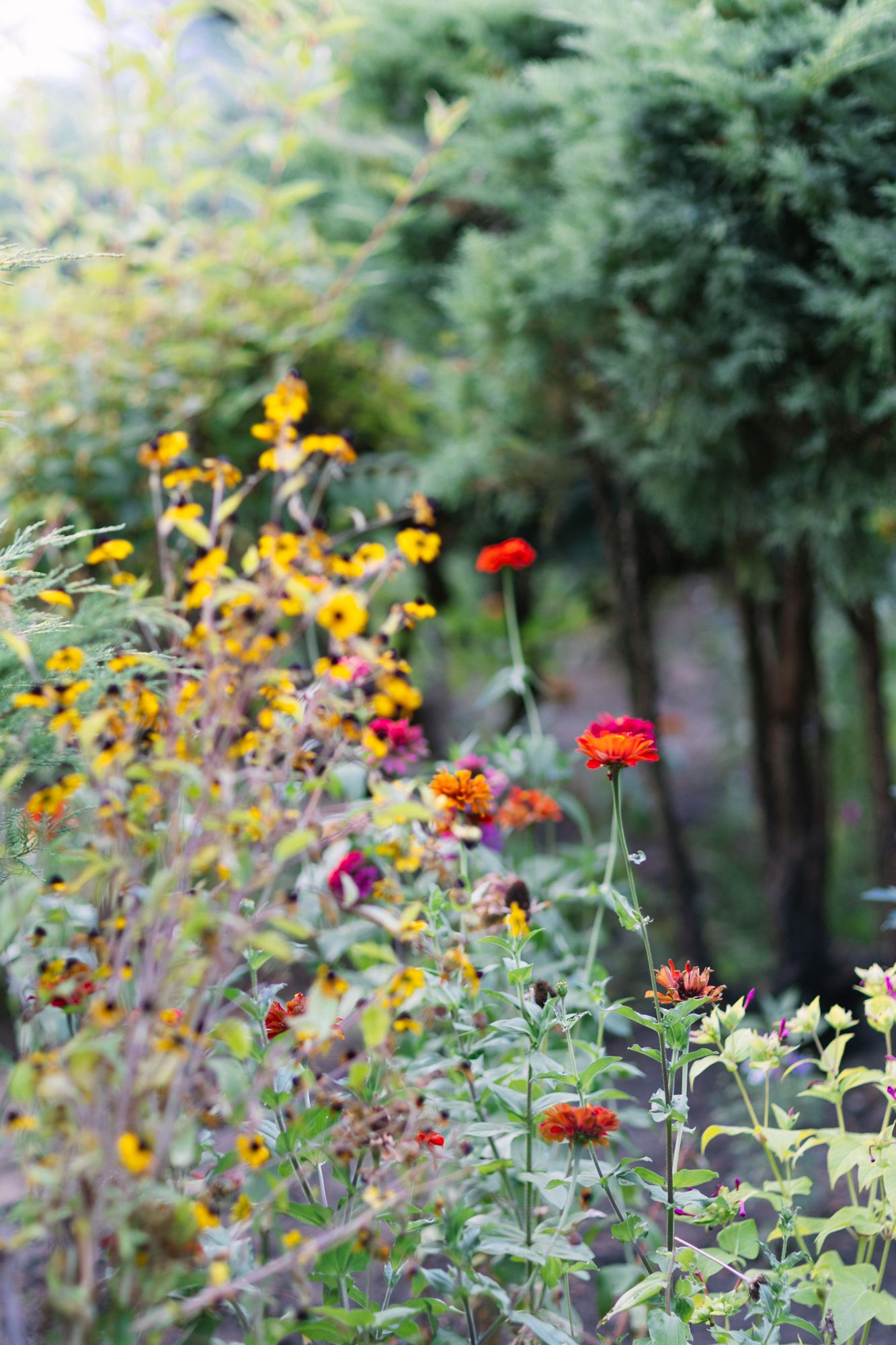 Colorful garden border with red zinnias and yellow black-eyed Susans blooming alongside evergreen trees.