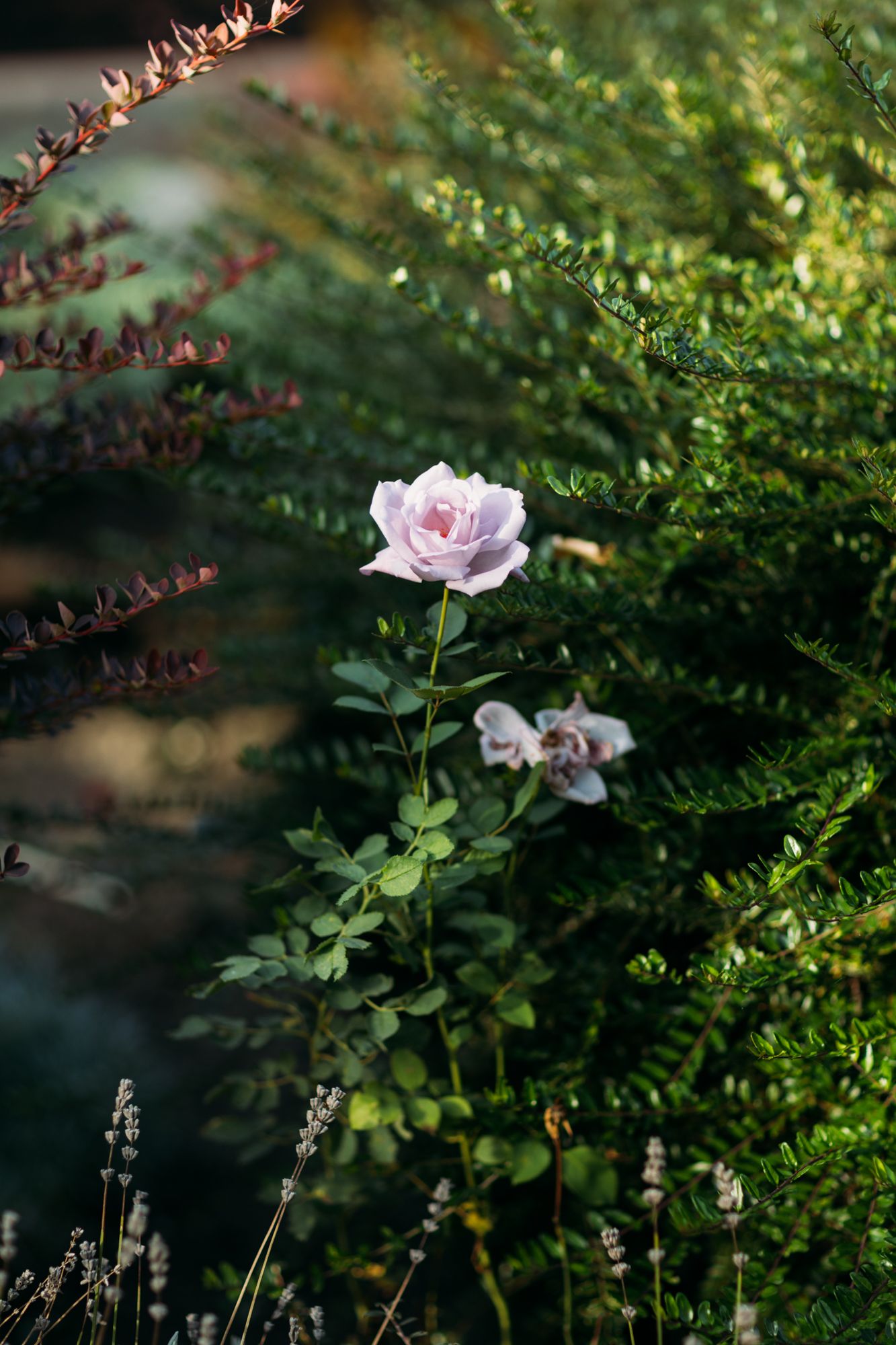 A delicate pale pink rose blooms among lush green foliage and lavender plants in a garden setting.