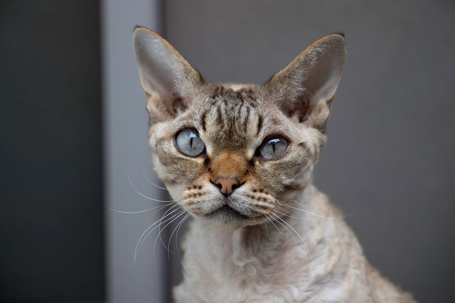 End of Life Cat Photography