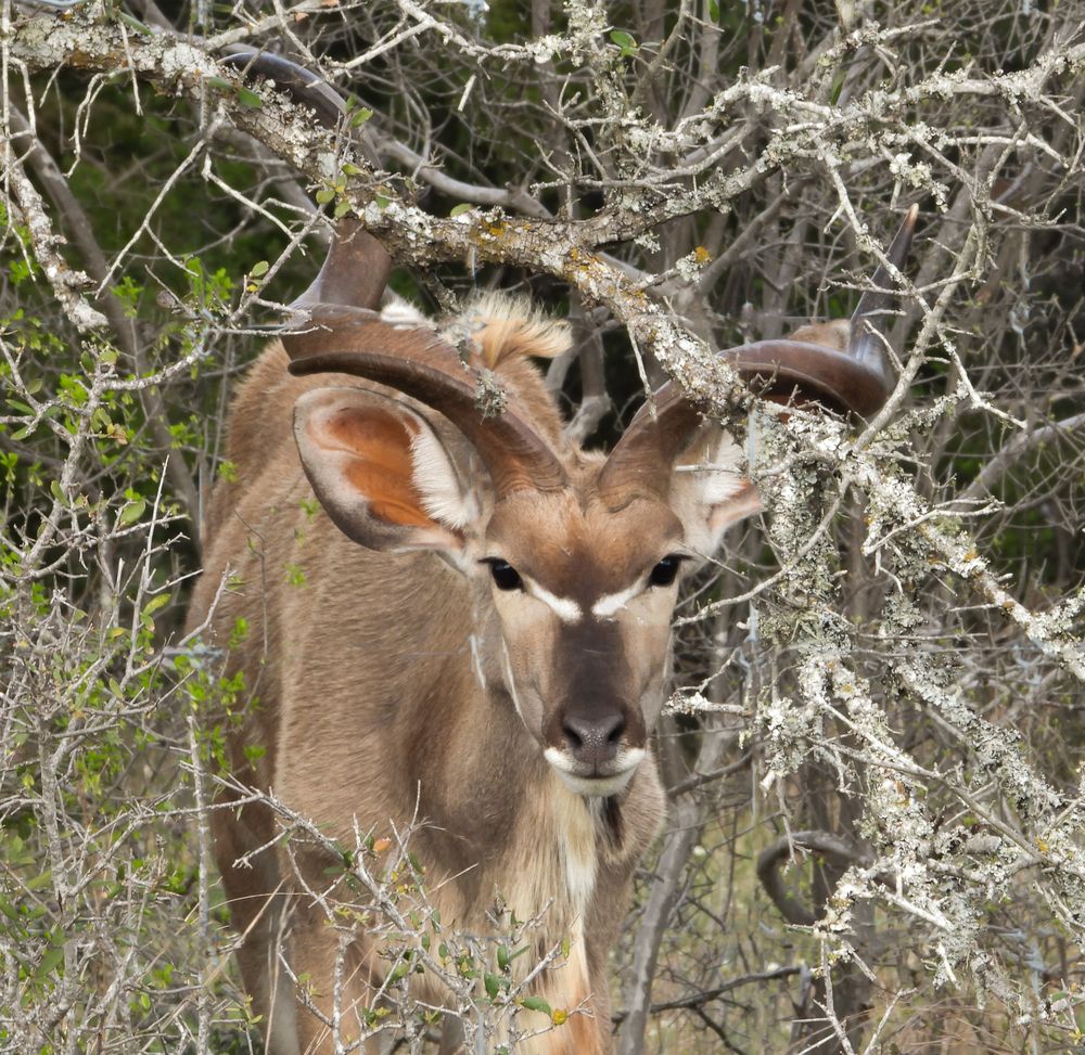 Greater kudu with spiral horns and large ears peers through bare, lichen-covered branches in a dry bushland setting.
