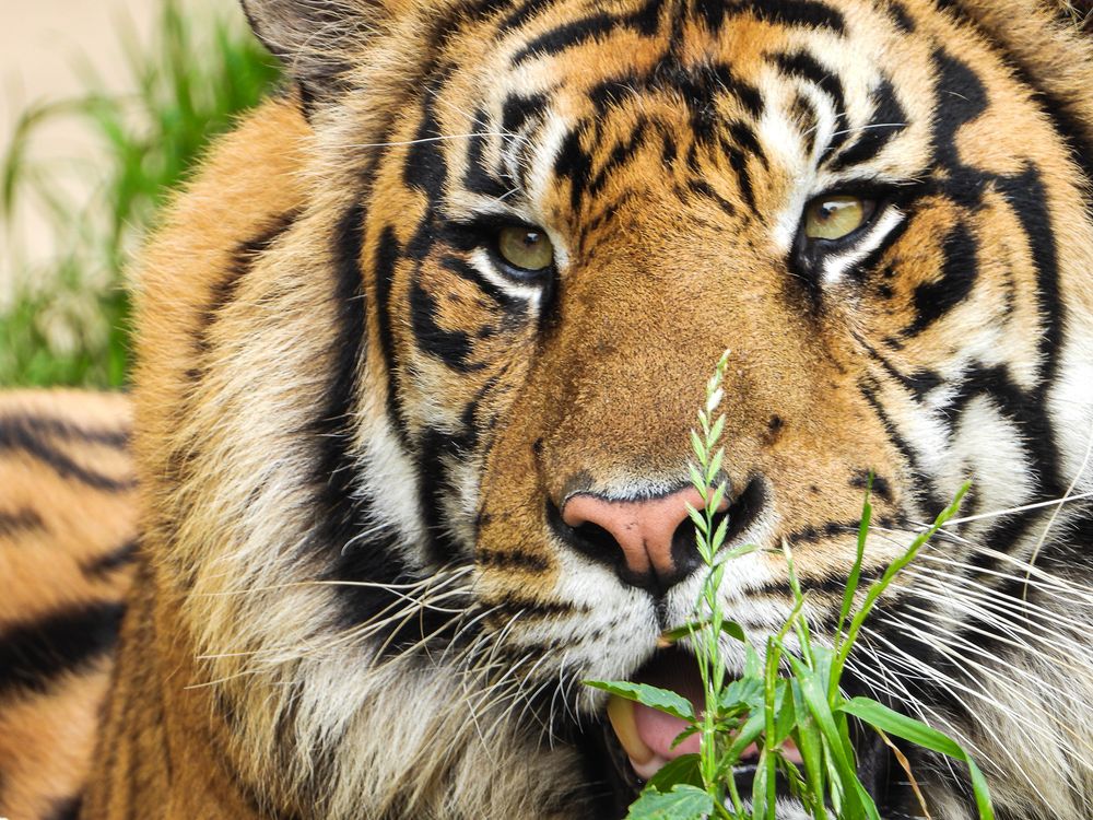 Close-up of a Sumatran tiger with intense eyes and striking orange and black stripes, with green grass blades in the foreground.