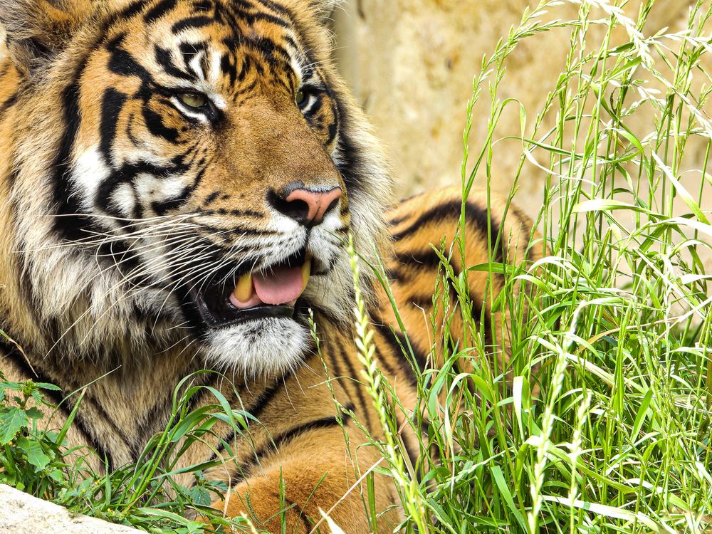 Close-up of a Sumatran tiger with striking black stripes and open mouth resting among tall green grass.