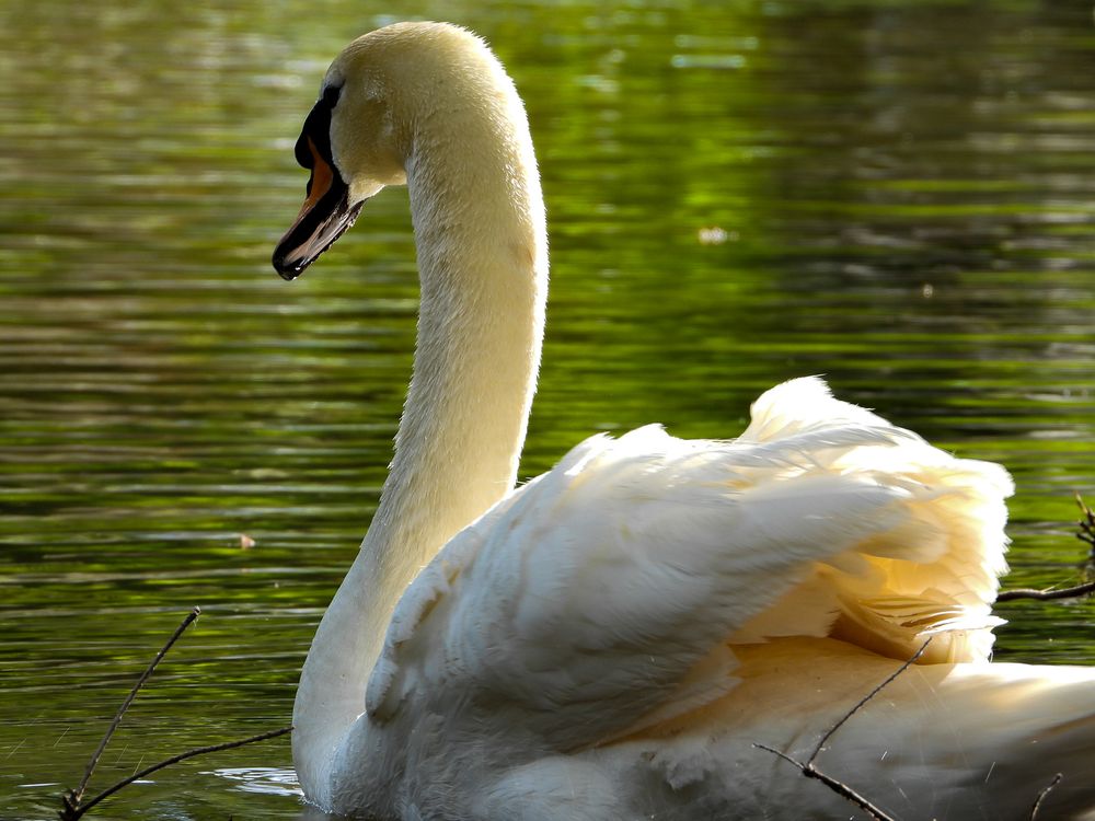 White mute swan with an orange beak gliding across calm green water with soft reflections.