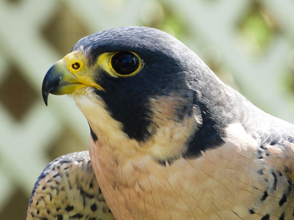 Close-up of a peregrine falcon with a yellow beak, dark eye and slate-gray head perched in front of a white lattice.
